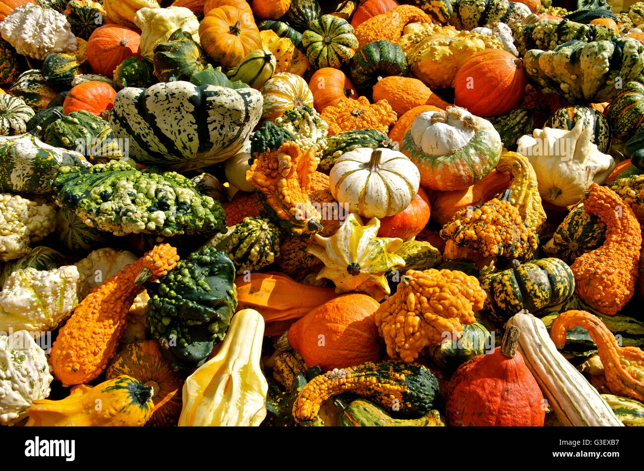 Les citrouilles. pumkins décoratifs attrayants, mais non comestibles. Banque D'Images