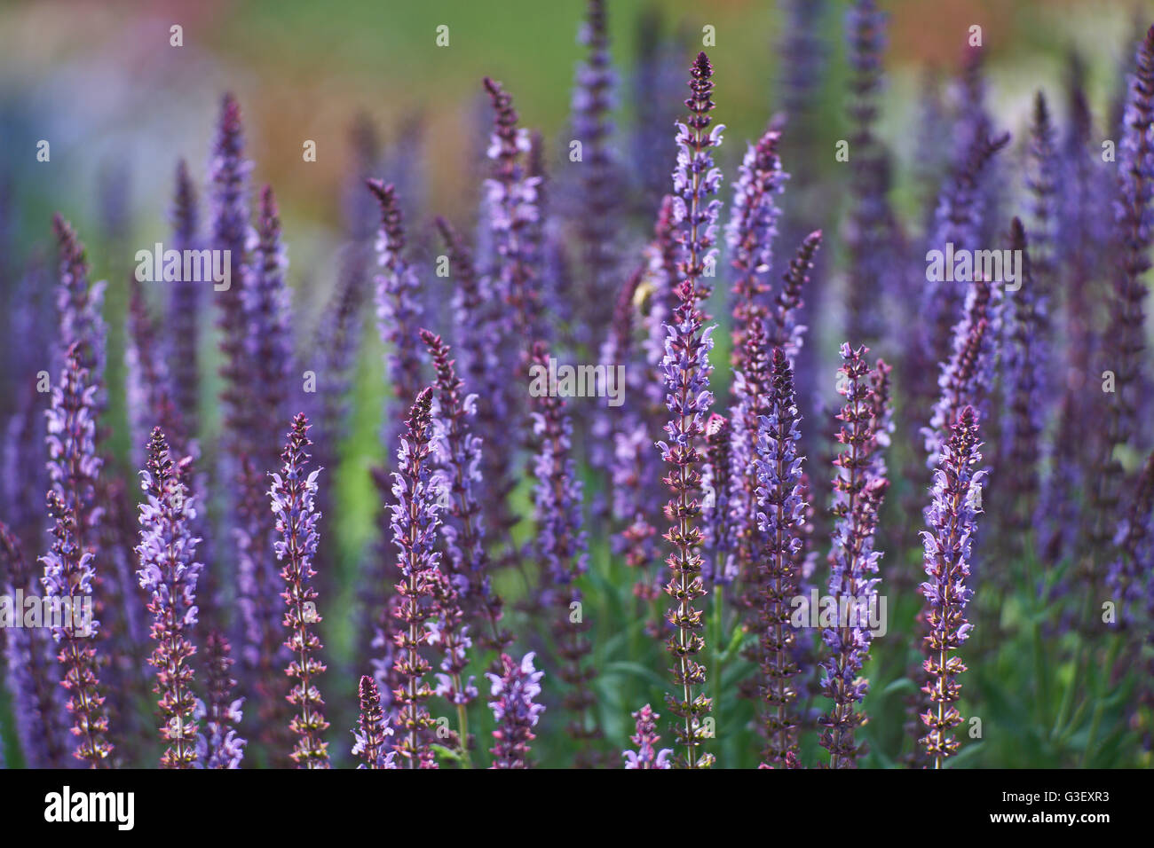 Fleurs pourpre violet riche Sage Salvia 'Ostfriesland' Banque D'Images