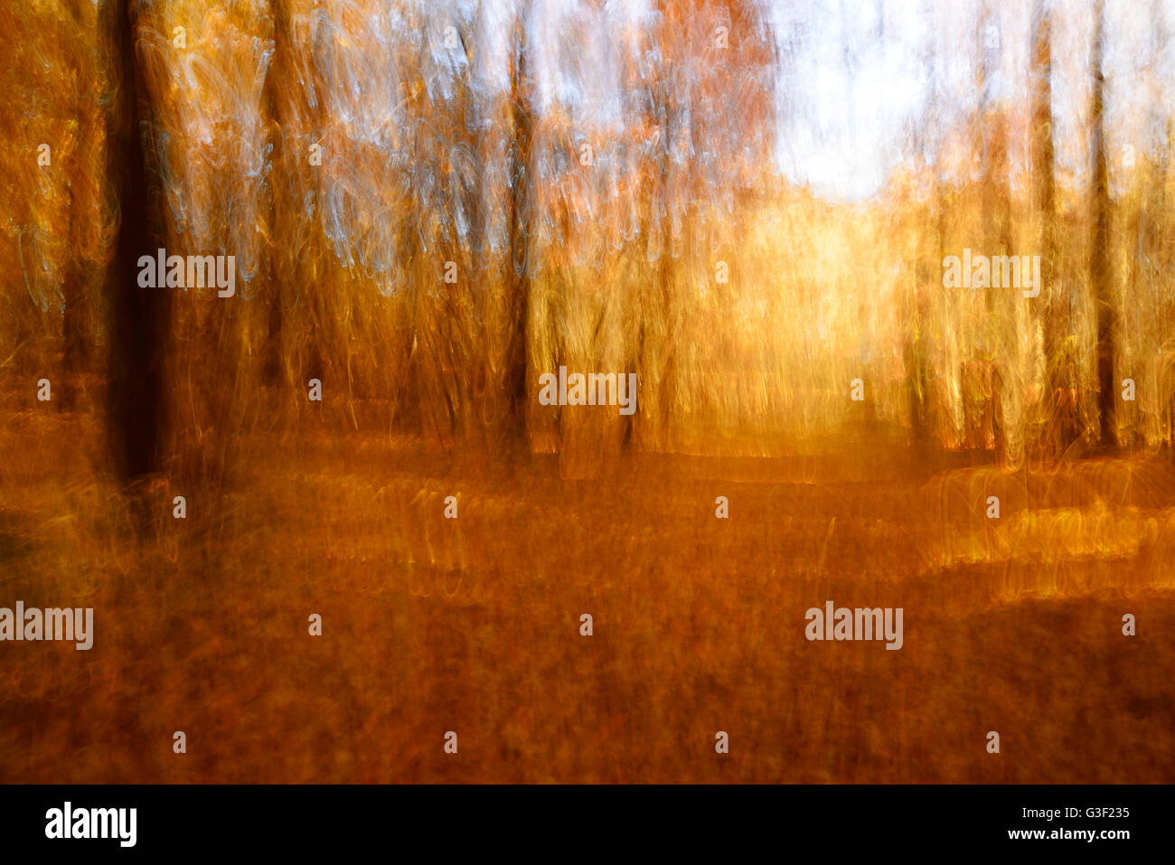 Feuillage coloré sur un sentier à travers la forêt de feuillus à l'automne, résumé étude [M], la manipulation de l'appareil photo, la couleur et le contraste modifié numériquement Banque D'Images