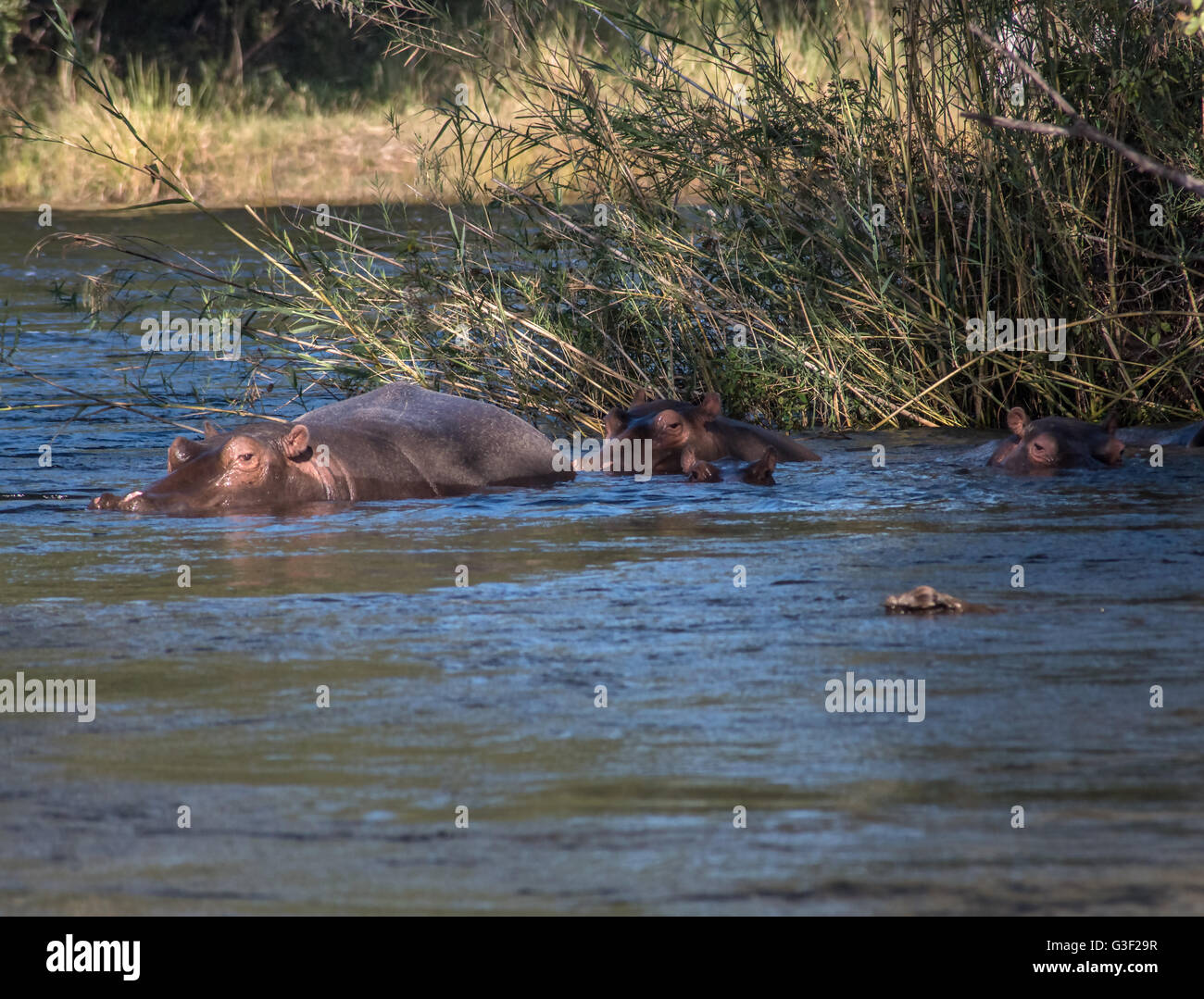 L'hippopotame dans le fleuve Zambèze au Zimbabwe Banque D'Images