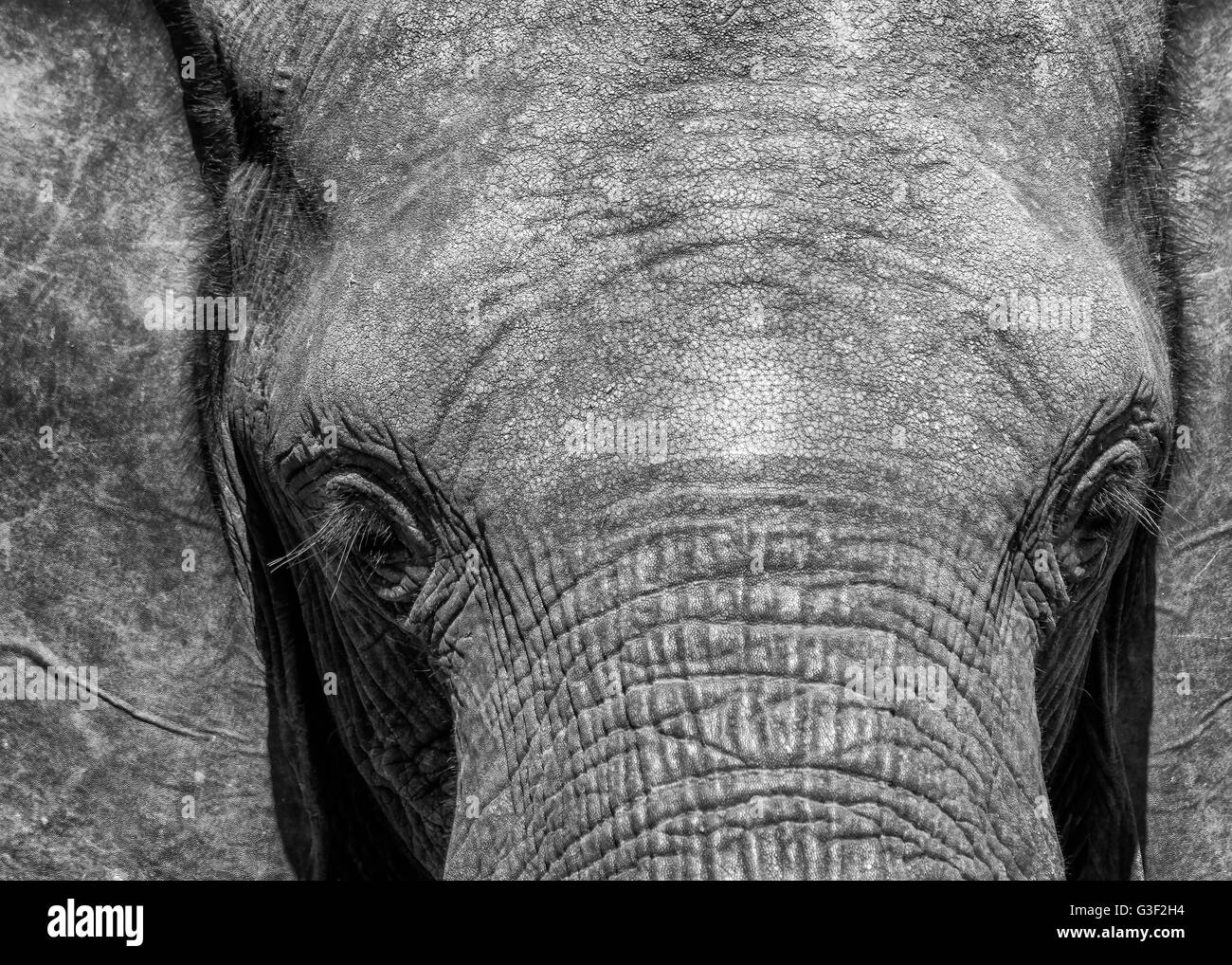L'éléphant d'Afrique dans le parc national du Zambèze Banque D'Images