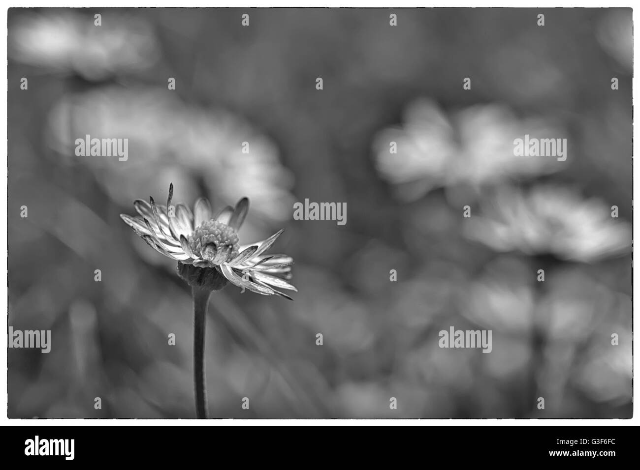 Fleur de printemps macro extrême Daisy tourné dans un champ de marguerites. Photo en noir et blanc avec une frontière Vintage Banque D'Images