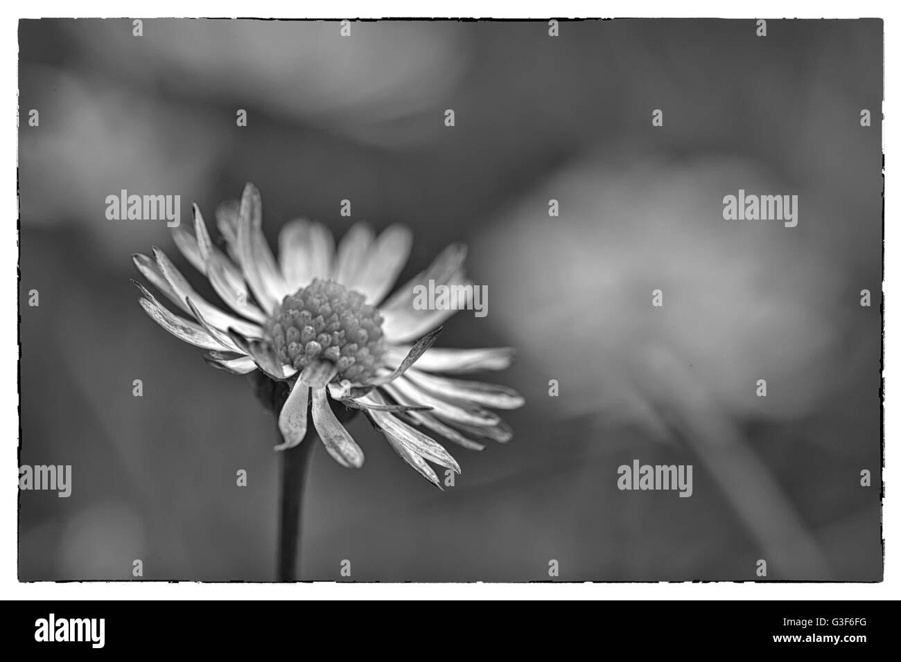 Fleur de printemps macro extrême Daisy tourné dans un champ de marguerites, photo en noir et blanc avec une frontière Vintage Banque D'Images