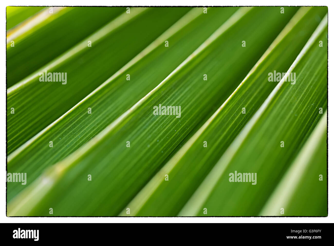 La texture de la feuille de palmier vert. Frontière Vintage Banque D'Images