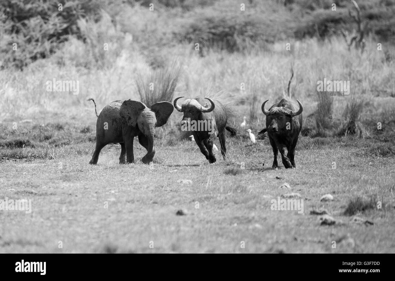 Un jeune bébé éléphant s'indigner avec un troupeau de bisons, les chasser de là. En monochrome. Banque D'Images