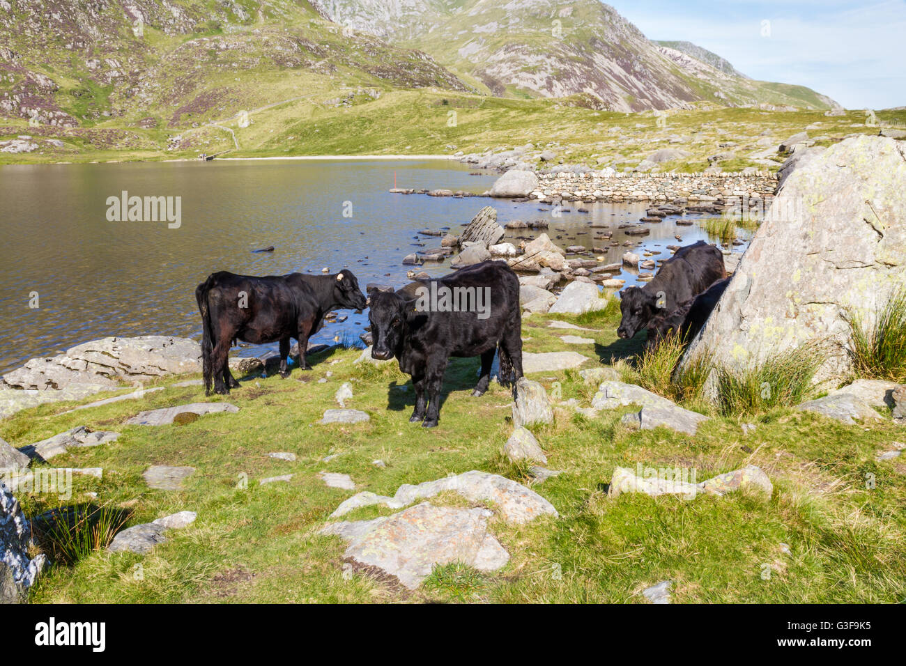 Vaches Noires par Lake Idwal, Galles, Royaume-Uni. Banque D'Images