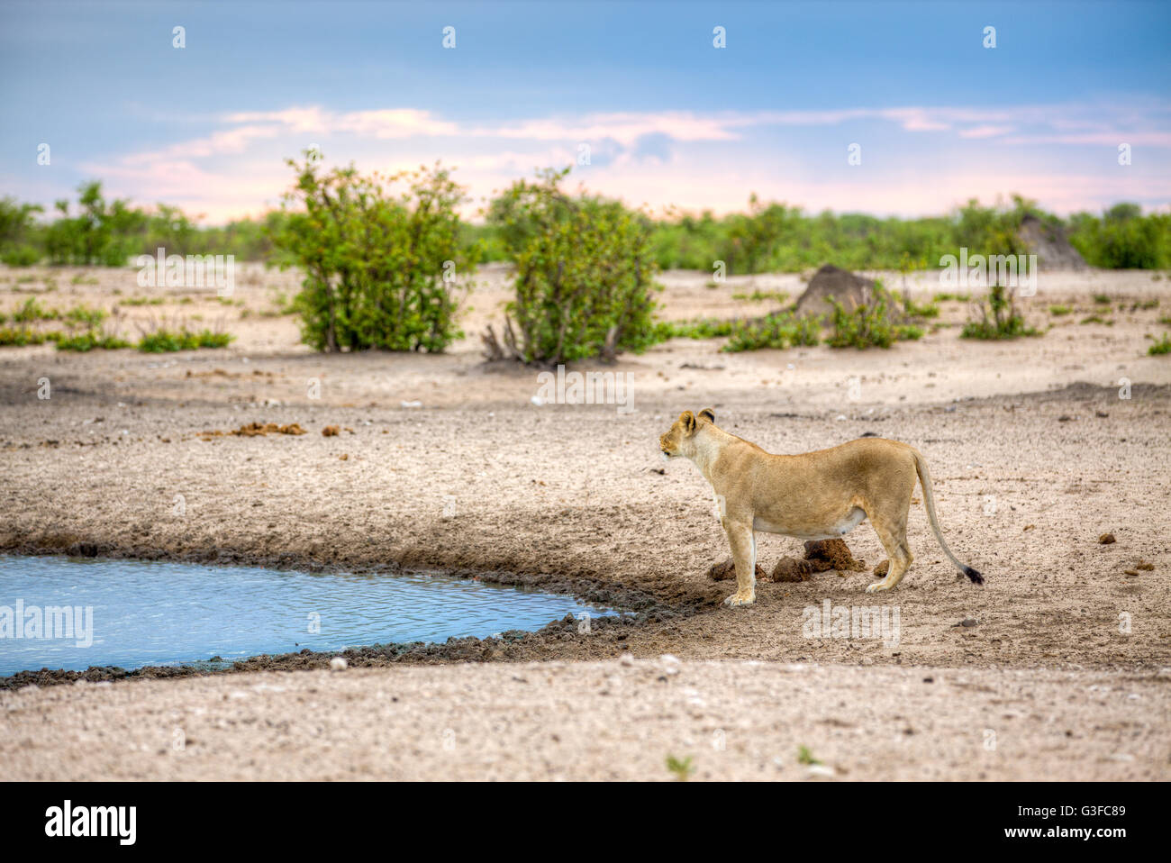 Un paysage de lionne debout à côté d'une source de l'eau, comme un barrage ou d'une rivière, tout en regardant vers le haut, presque comme elle a eu un parfum de th Banque D'Images