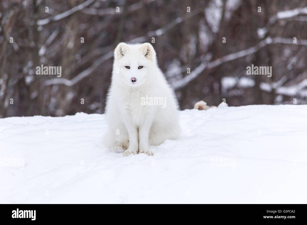 Une famille de renards arctiques dans une scène d'hiver Banque D'Images