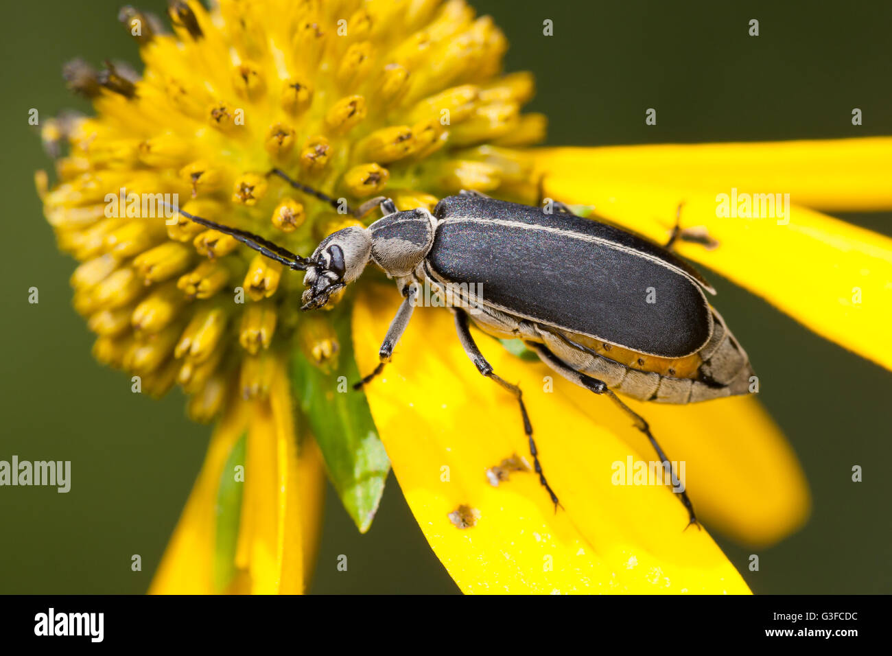 Un chat Blister Beetle (Epicauta funebris) est perché sur une fleur jaune. Banque D'Images