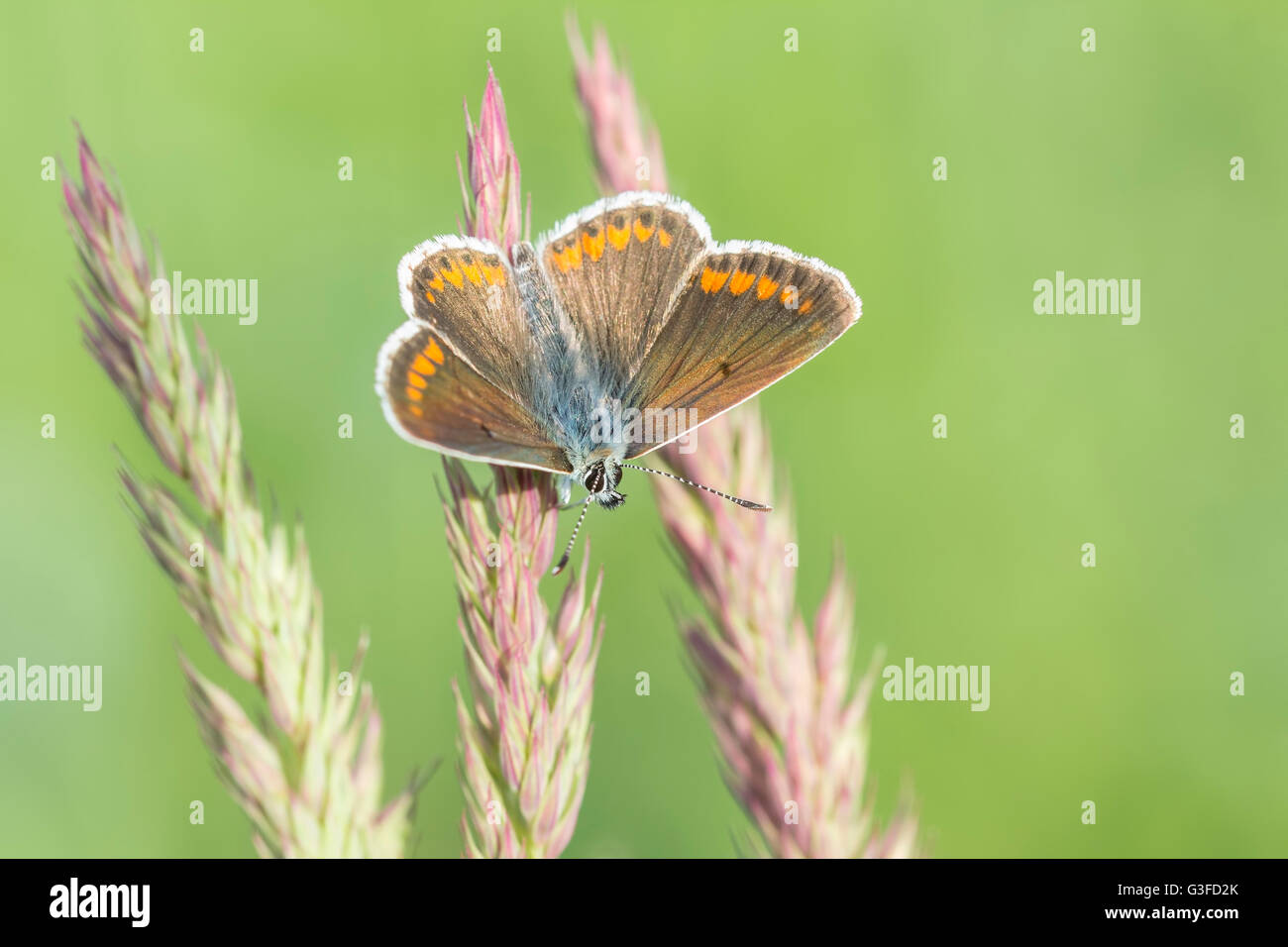 Tôt le matin, les femelles de la Blue Butterfly (Polyommatus icarus) reposant dans les prairies Banque D'Images