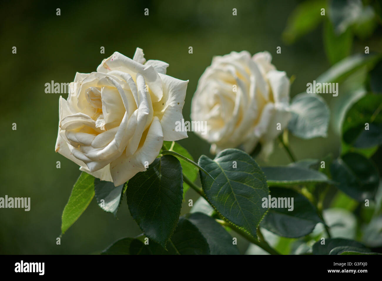 Deux belles roses blanches Banque D'Images