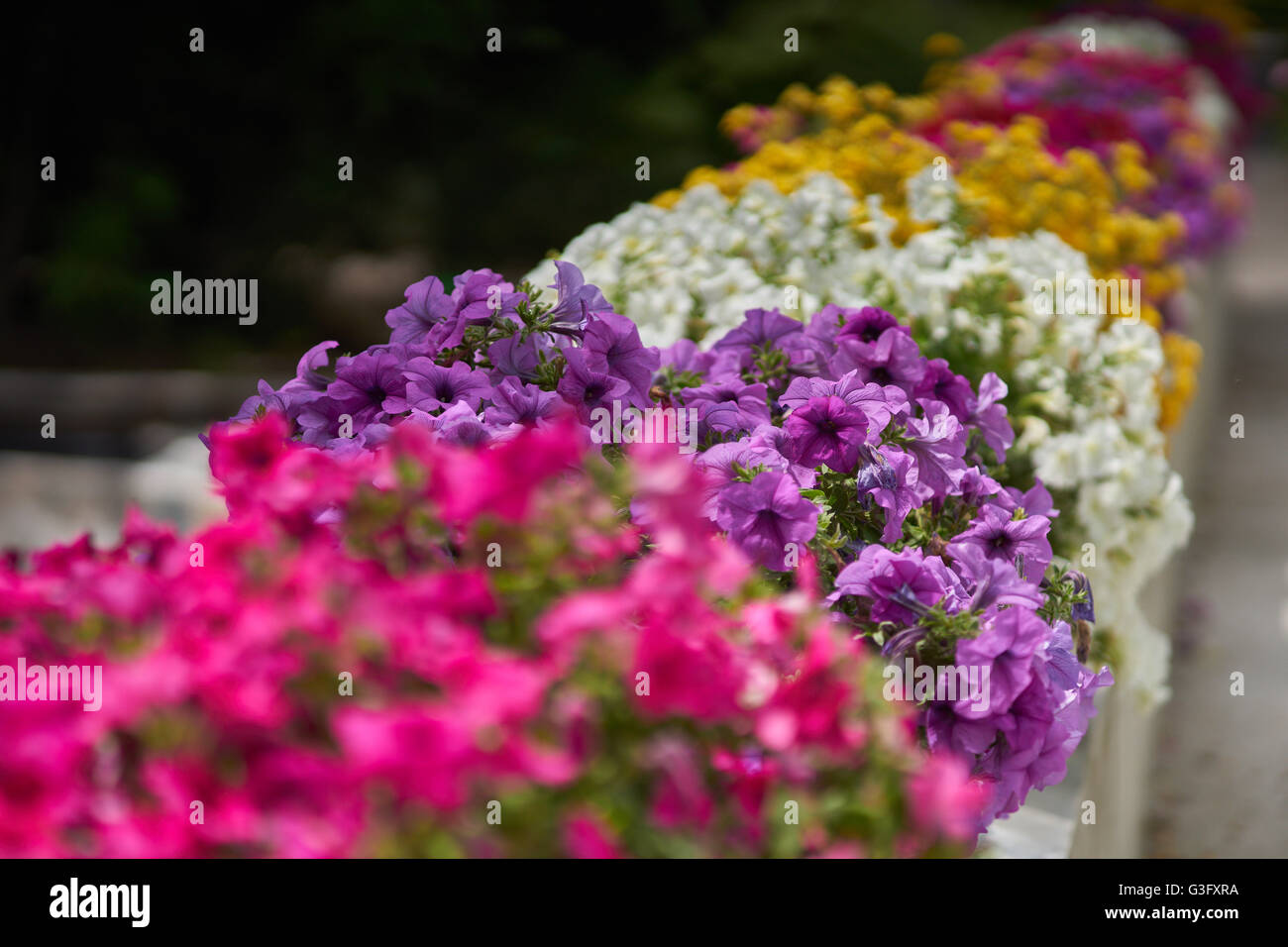 Divers Les pétunias multicolores pétunia dans leurs pots de fleurs alignés par rangée Banque D'Images