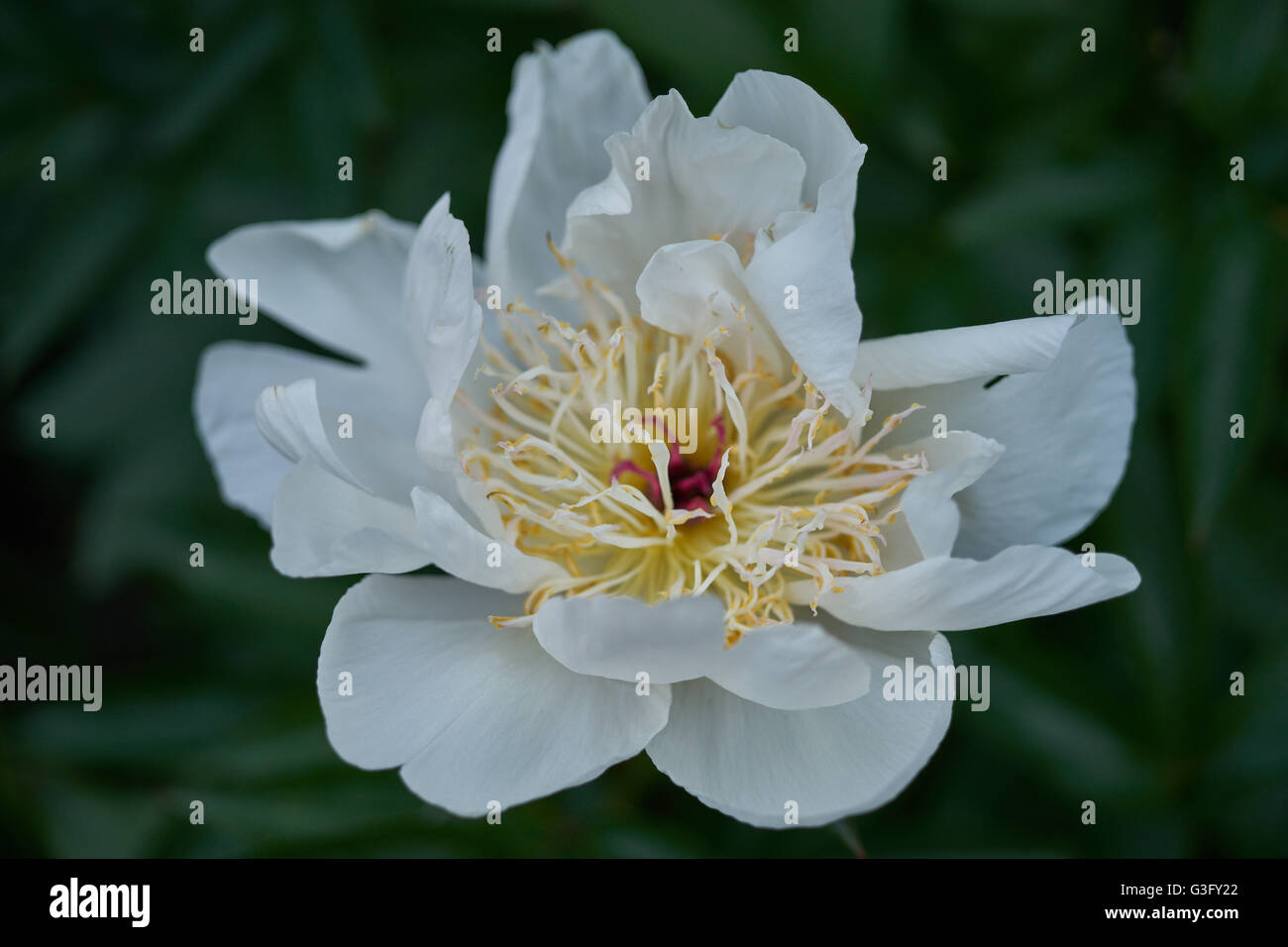Fleur de pivoine blanche close up Peonia Banque D'Images