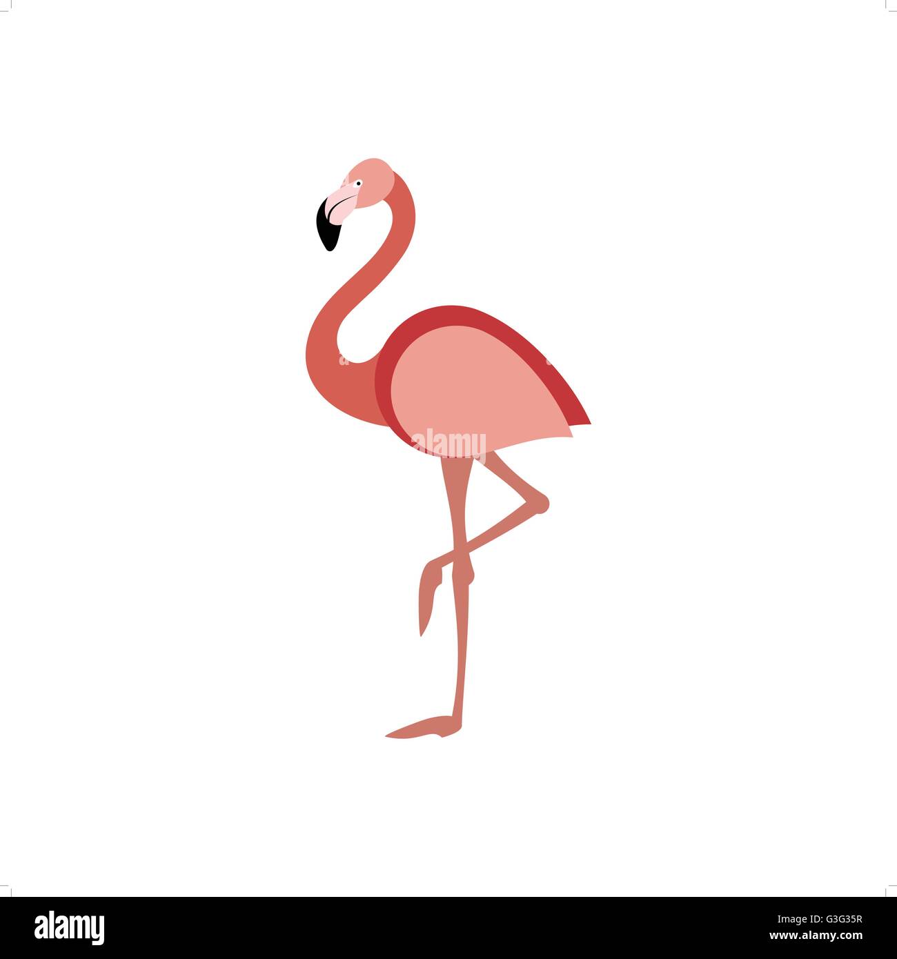 Beau flamant rose debout sur une jambe vector illustration isolé sur fond blanc. Illustration de Vecteur