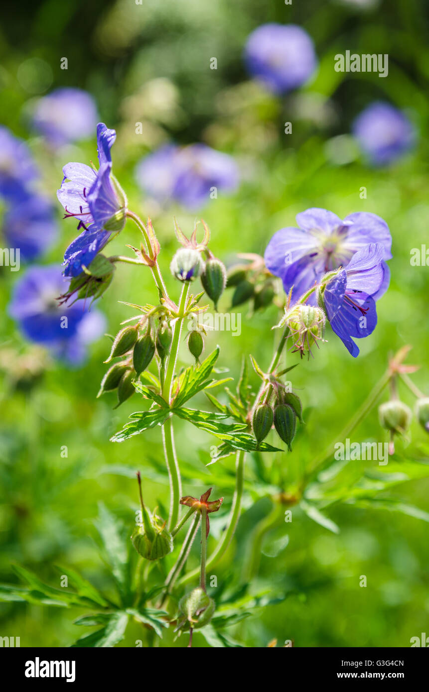 Fleurs bleues du champ Note : profondeur de champ Banque D'Images