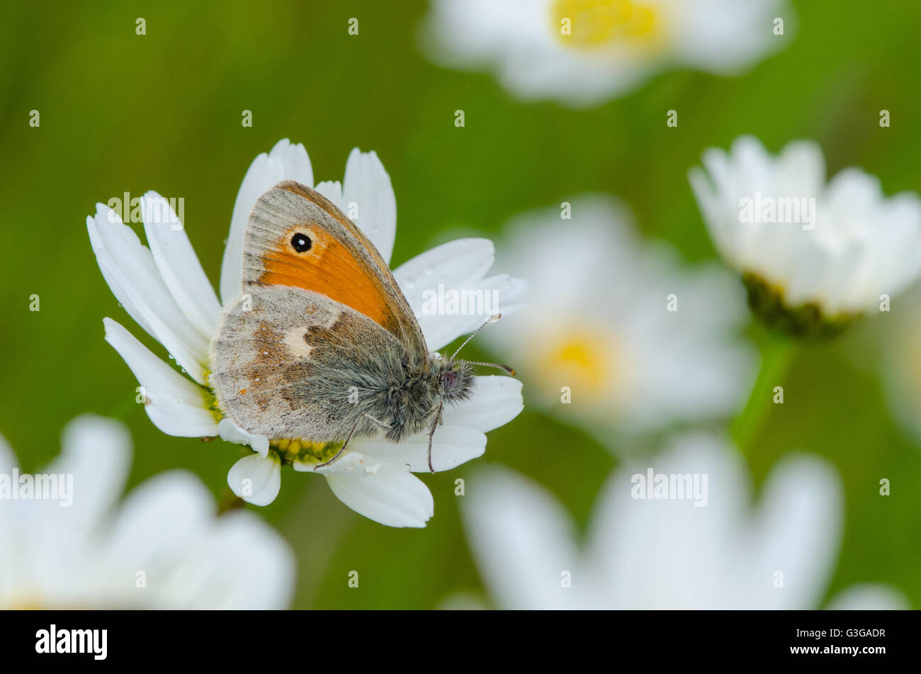 Petit Heath papillon sur la marguerite blanche Banque D'Images