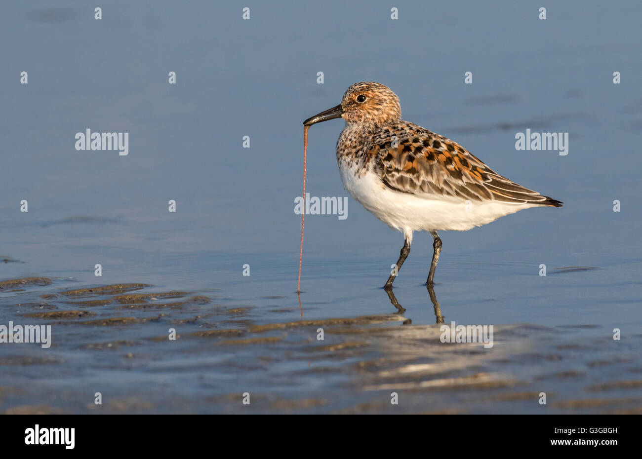 Bécasseau sanderling (Calidris alba) plumage en été manger un ver à l'ocean beach, Galveston, Texas, États-Unis. Banque D'Images Bécasseau sanderling (Calidris alba) plumage en été manger un ver à l'ocean beach, Galveston, Texas, États-Unis. Banque D'Images