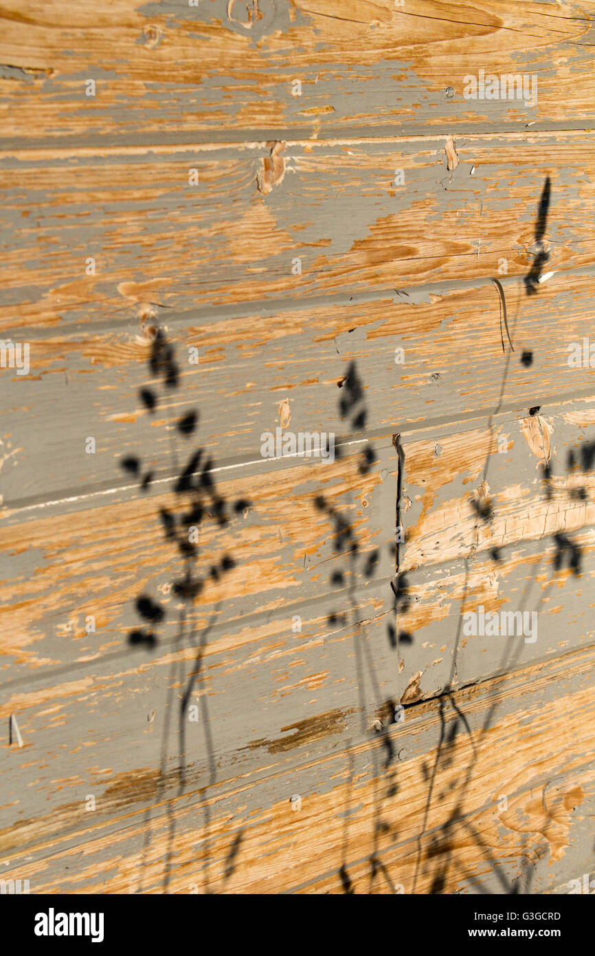 Ombre de hautes herbes contre un vieux hangar. Banque D'Images