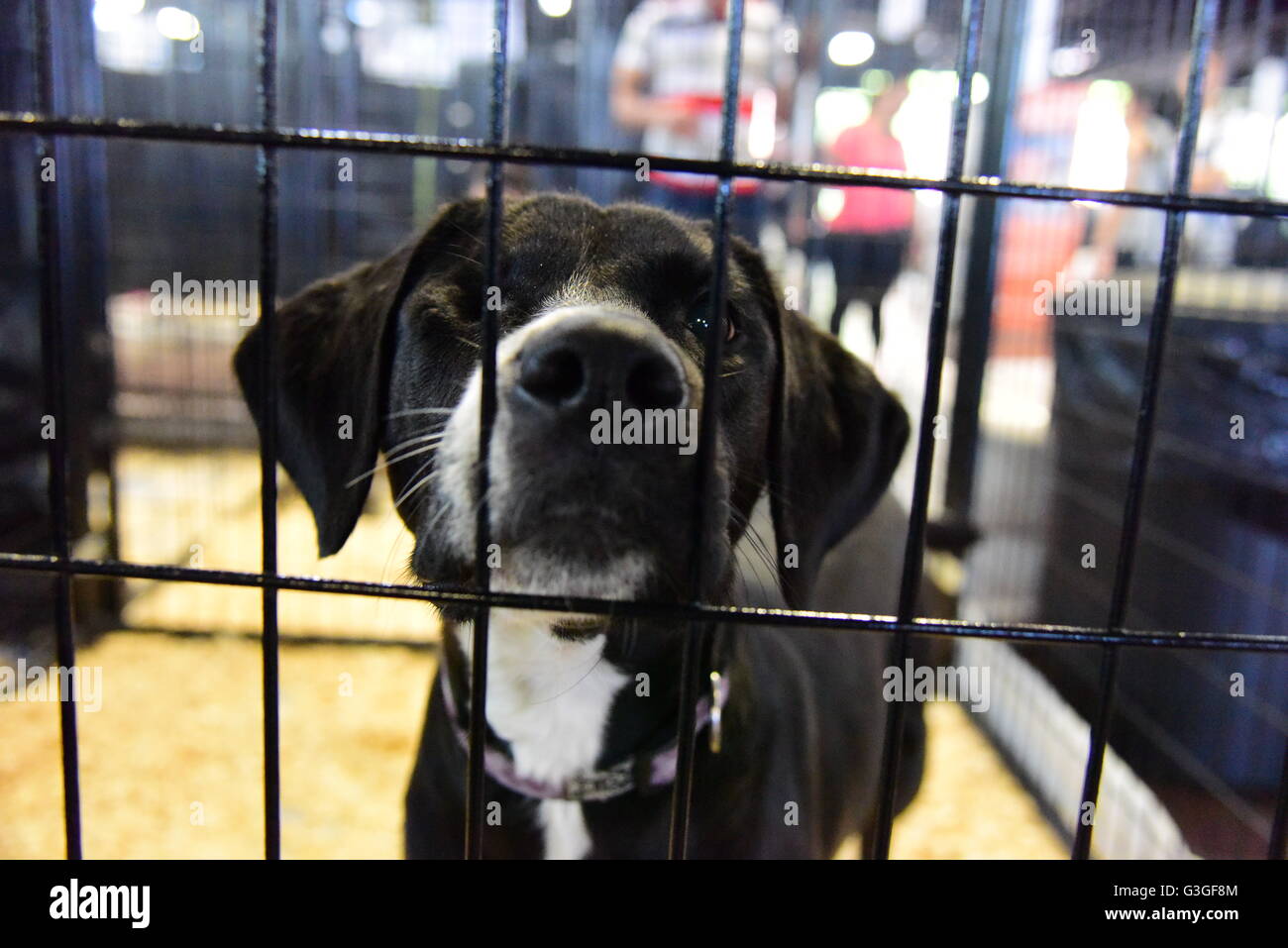 New York City, United States. 14 mai, 2016. 'Peppermint Patty' donne de nouveaux amis de sa caisse. Best Friends Animal Society a tenu son événement annuel de printemps adoption, réunit plus de vingt organisations de sauvetage des animaux en contact avec les gens qui cherchent à ouvrir leur coeur & homes à un animal dans le besoin. © Andy Katz/Pacific Press/Alamy Live News Banque D'Images