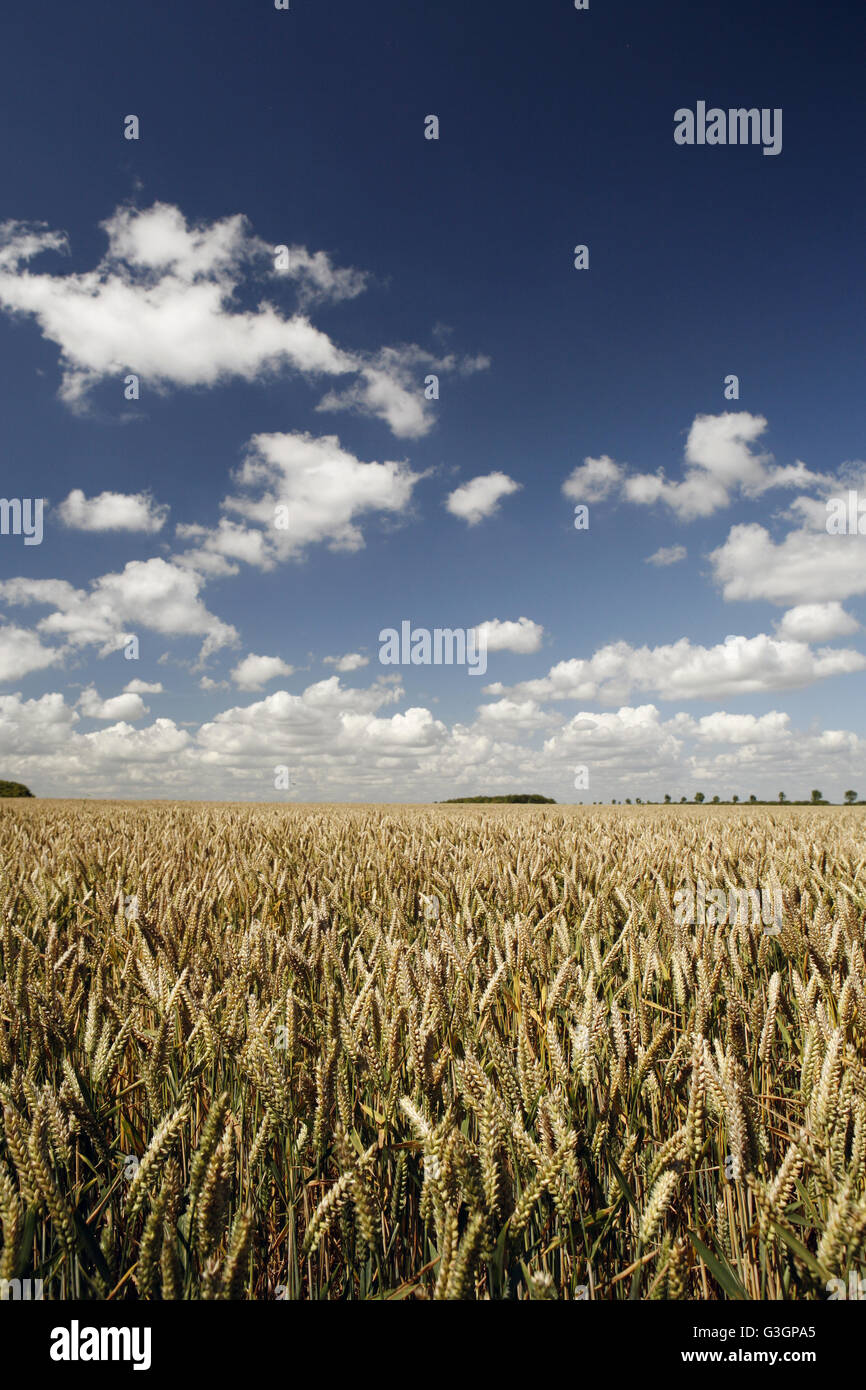 Un champ de blé mûrir au soleil sur le Berkshire Downs près de The Ridgeway, avec ciel bleu et nuages blancs Banque D'Images