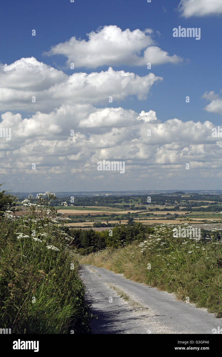 De plus en plus sur la berce du Caucase Berkshire Downs par une voie près de The Ridgeway, avec ciel bleu et nuages blancs Banque D'Images