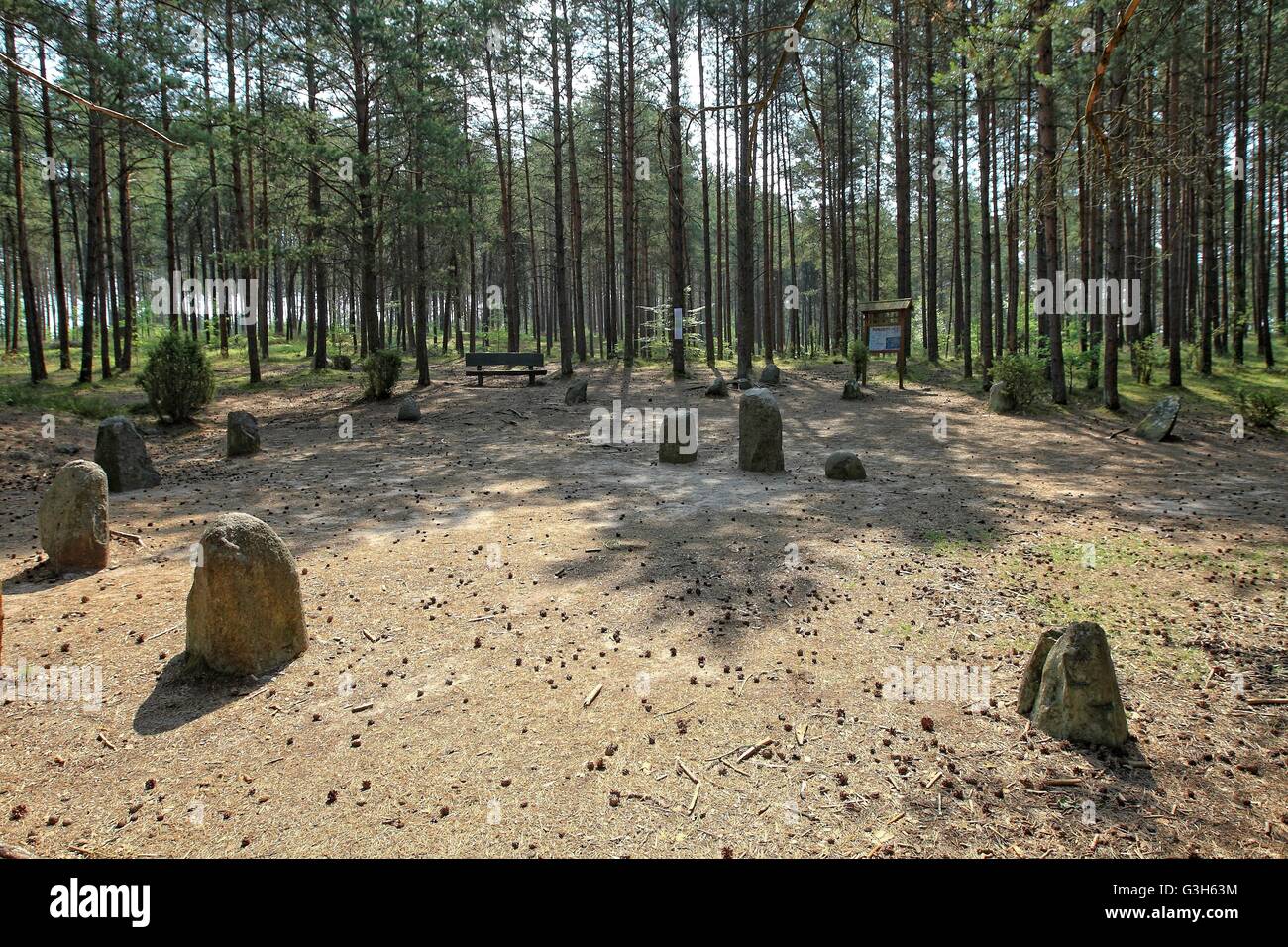 Wesiory, Pologne 25 avril, juin 2016 Très chaud et ensoleillé en Pologne. La température atteint 35 degrés Celsius. Les visites de personnes Wesiory cercles de pierres mégalithiques de cacher à l'ombre des arbres. Cercles de pierres mégalithiques Wesiory et lieux de sépulture sont cacher profondément dans la forêt. Ce lieu a été créé par les goths probablement dans la 1re à la 3e siècle. Il y a trois cercles de pierre et une partie de la quatrième et 20 des castrats. Le diamètre du plus grand cercle est de 26 mètres et est prévue avec des pierres d'une hauteur d'environ 1,5 m. Au milieu il y a peu de stèles de pierre Crédit : Michal Fludra/Alamy Live News Banque D'Images