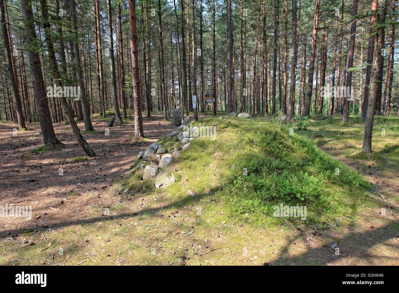 Wesiory, Pologne 25 avril, juin 2016 Très chaud et ensoleillé en Pologne. La température atteint 35 degrés Celsius. Les visites de personnes Wesiory cercles de pierres mégalithiques de cacher à l'ombre des arbres. Cercles de pierres mégalithiques Wesiory et lieux de sépulture sont cacher profondément dans la forêt. Ce lieu a été créé par les goths probablement dans la 1re à la 3e siècle. Il y a trois cercles de pierre et une partie de la quatrième et 20 des castrats. Le diamètre du plus grand cercle est de 26 mètres et est prévue avec des pierres d'une hauteur d'environ 1,5 m. Au milieu il y a peu de stèles de pierre Crédit : Michal Fludra/Alamy Live News Banque D'Images