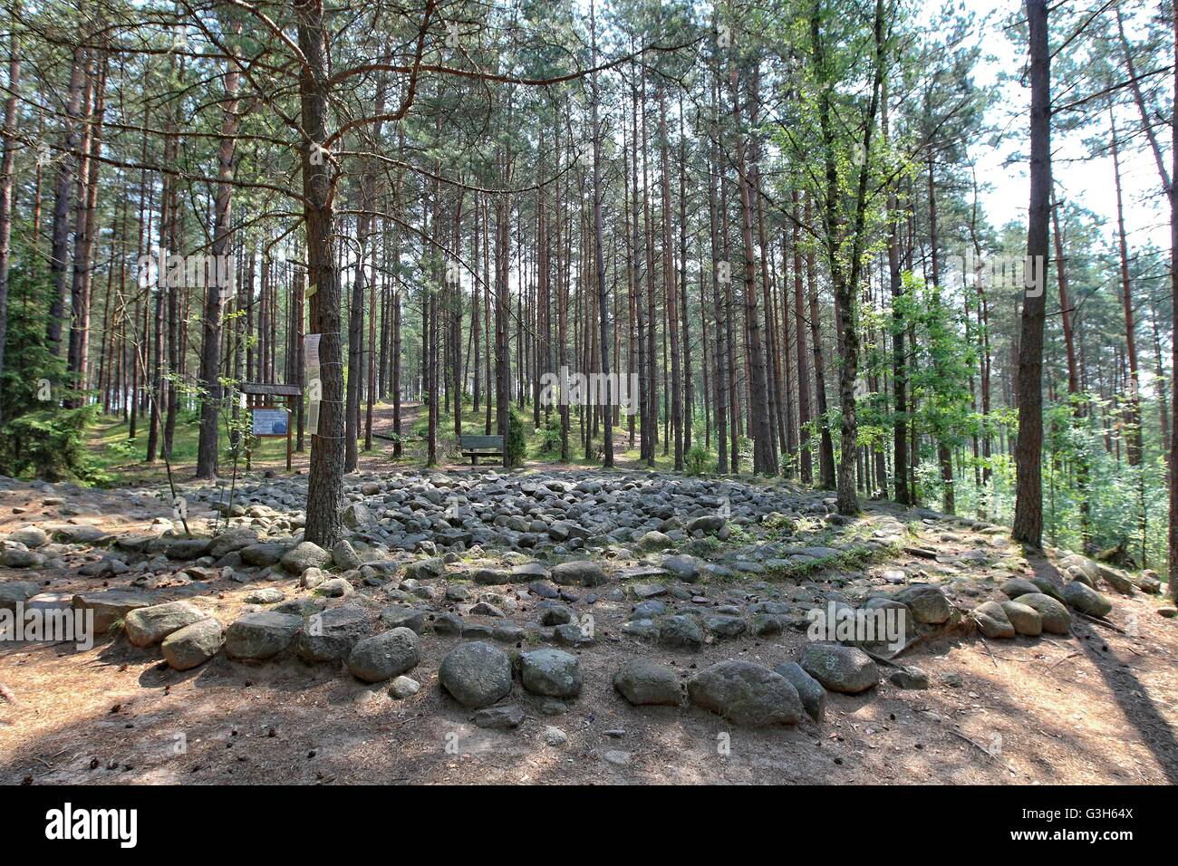 Wesiory, Pologne 25 avril, juin 2016 Très chaud et ensoleillé en Pologne. La température atteint 35 degrés Celsius. Les visites de personnes Wesiory cercles de pierres mégalithiques de cacher à l'ombre des arbres. Cercles de pierres mégalithiques Wesiory et lieux de sépulture sont cacher profondément dans la forêt. Ce lieu a été créé par les goths probablement dans la 1re à la 3e siècle. Il y a trois cercles de pierre et une partie de la quatrième et 20 des castrats. Le diamètre du plus grand cercle est de 26 mètres et est prévue avec des pierres d'une hauteur d'environ 1,5 m. Au milieu il y a peu de stèles de pierre Crédit : Michal Fludra/Alamy Live News Banque D'Images
