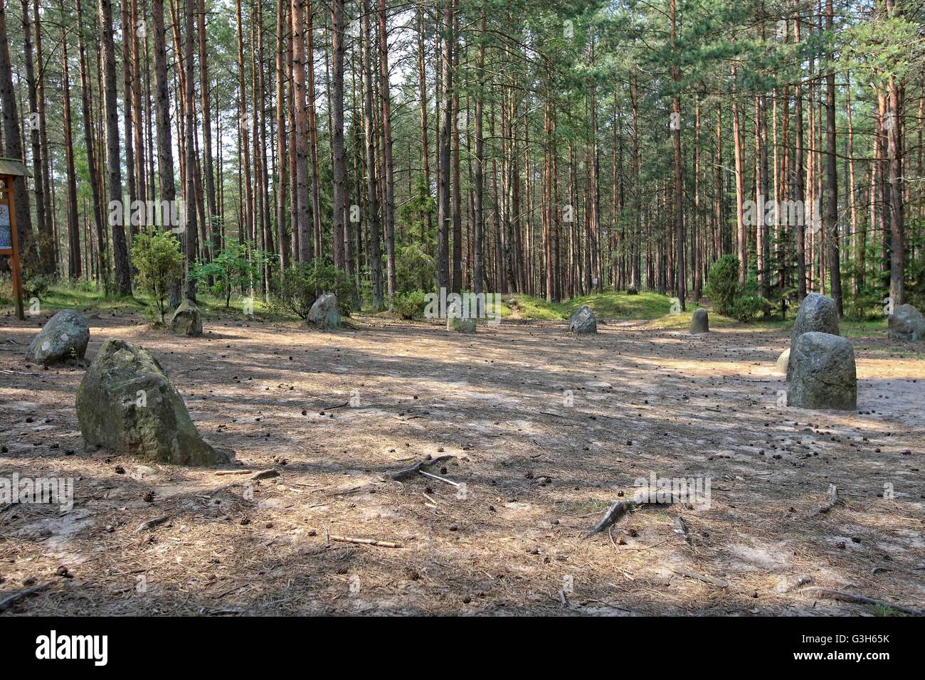 Wesiory, Pologne 25 avril, juin 2016 Très chaud et ensoleillé en Pologne. La température atteint 35 degrés Celsius. Les visites de personnes Wesiory cercles de pierres mégalithiques de cacher à l'ombre des arbres. Cercles de pierres mégalithiques Wesiory et lieux de sépulture sont cacher profondément dans la forêt. Ce lieu a été créé par les goths probablement dans la 1re à la 3e siècle. Il y a trois cercles de pierre et une partie de la quatrième et 20 des castrats. Le diamètre du plus grand cercle est de 26 mètres et est prévue avec des pierres d'une hauteur d'environ 1,5 m. Au milieu il y a peu de stèles de pierre Crédit : Michal Fludra/Alamy Live News Banque D'Images