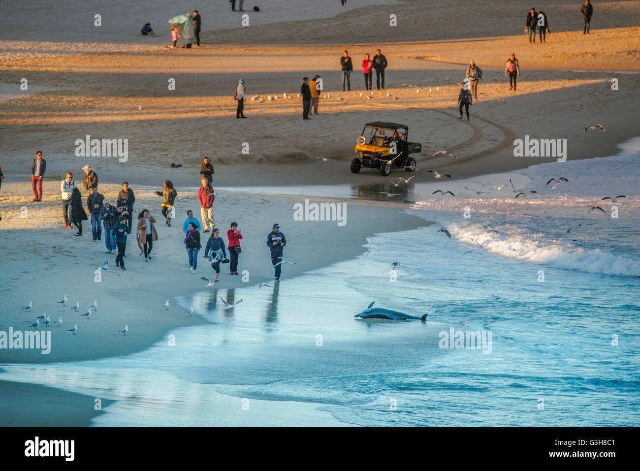 Dolphin s'est échoué à Bondi Beach, Sydney, Australie le 25-juin 2016 samedi après-midi 4:30pm Banque D'Images