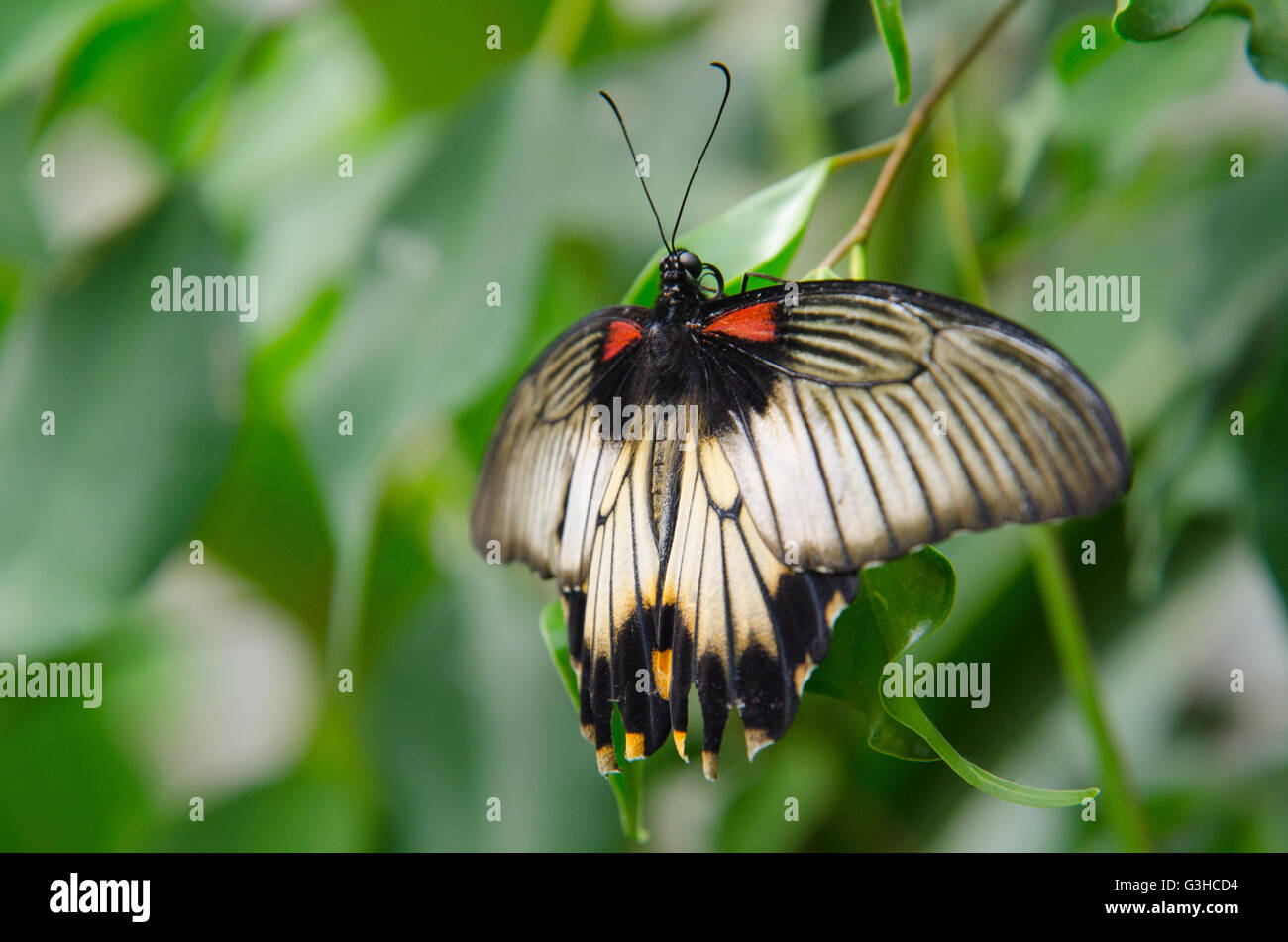 Papilio memnon butterfly sitting on a leaf Banque D'Images