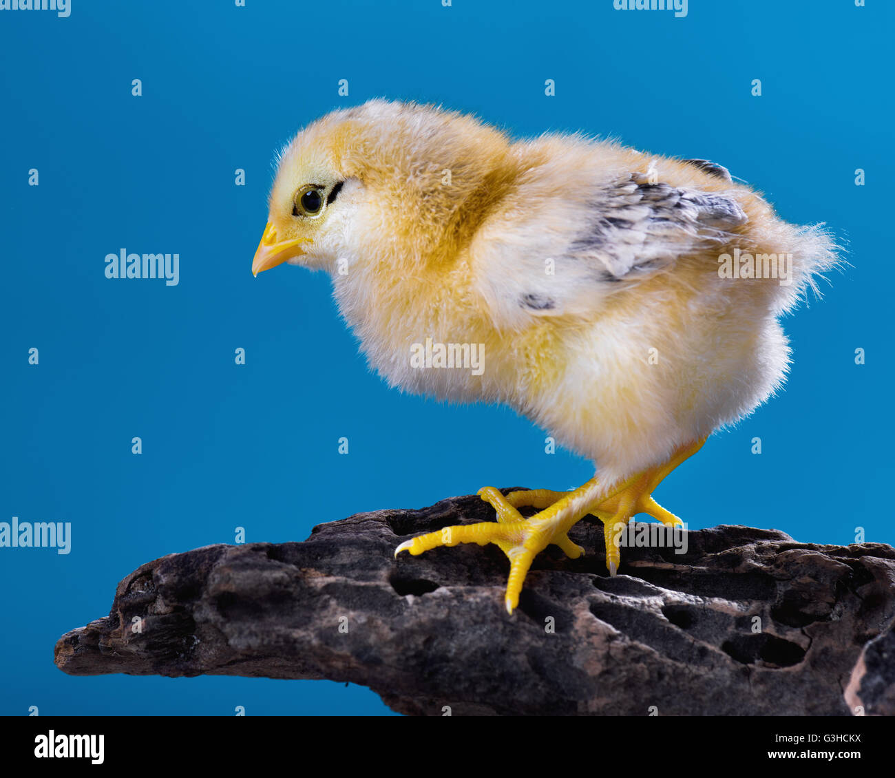 Mignon petit poulet nouveau-né Banque D'Images Mignon petit poulet nouveau-né Banque D'Images