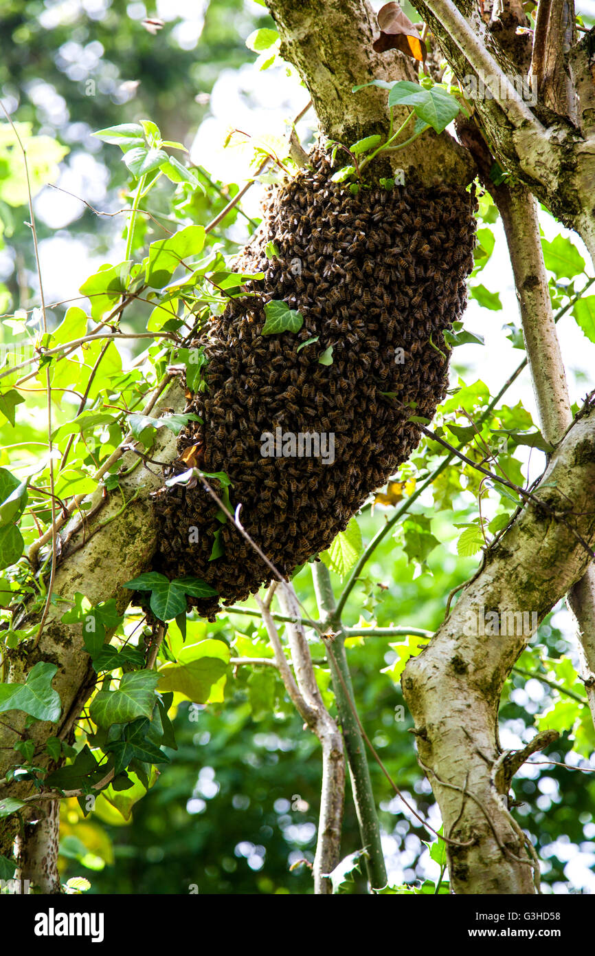 Essaim d'abeilles dans un arbre Banque D'Images