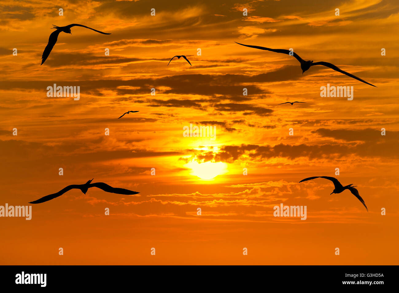 Silhouettes oiseaux migrations est un groupe d'oiseaux volant découpé avec un beau coucher de soleil jaune et orange éclatant en transmission Banque D'Images