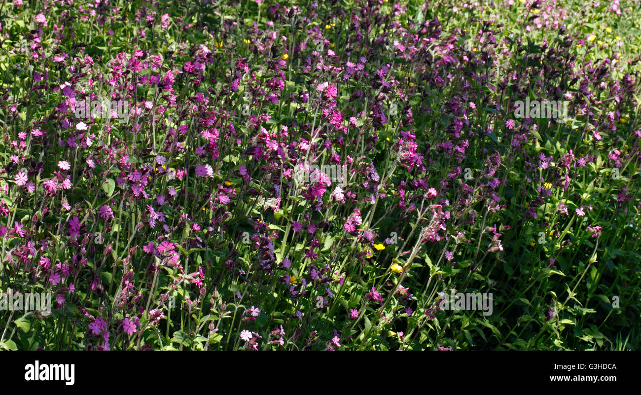Fleurs rouge Campion Banque D'Images