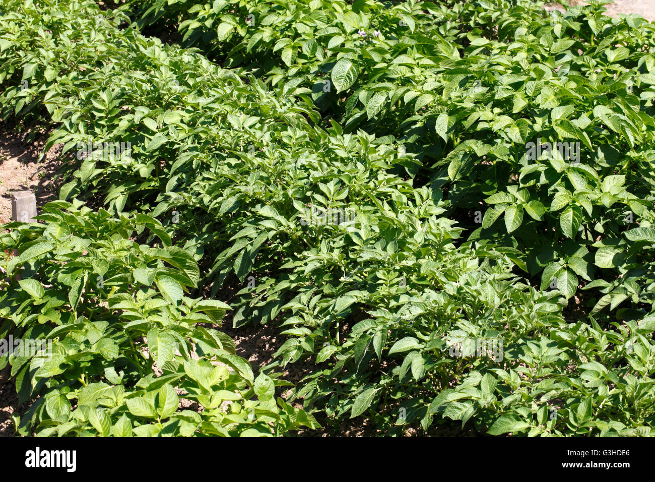 Plants de pommes de terre en fleurs à l'attribution. En pleine croissance. Banque D'Images
