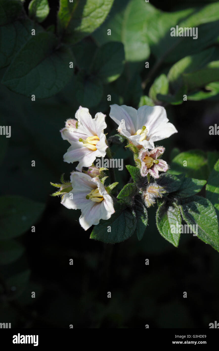 Plants de pommes de terre en fleurs à l'attribution. En pleine croissance. Banque D'Images