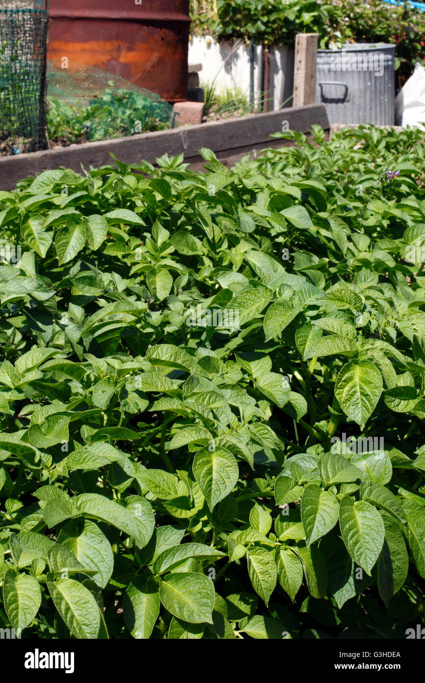 Plants de pommes de terre à l'attribution. En pleine croissance. Banque D'Images