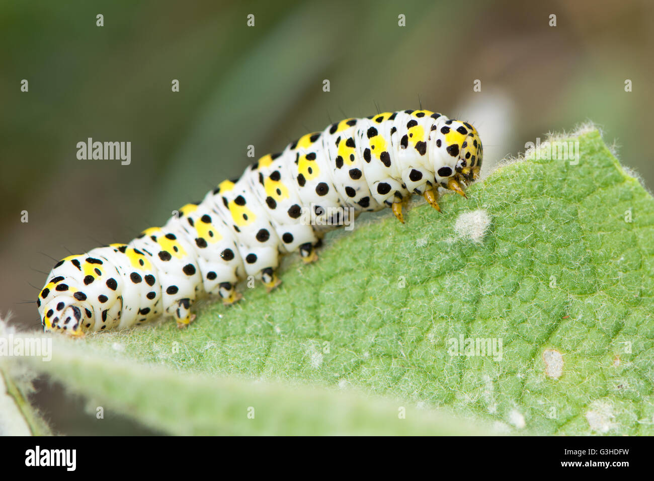 L'espèce de molène (Cucullia verbasci) Caterpillar. Larve de couleur vive dans la famille des Noctuidae sur grande molène (Verbascum thapsus) Banque D'Images