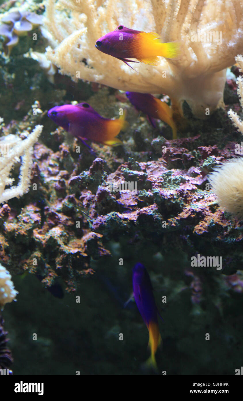 Poissons tropicaux (gramma loreto) dans un aquarium dans un zoo (France). Banque D'Images