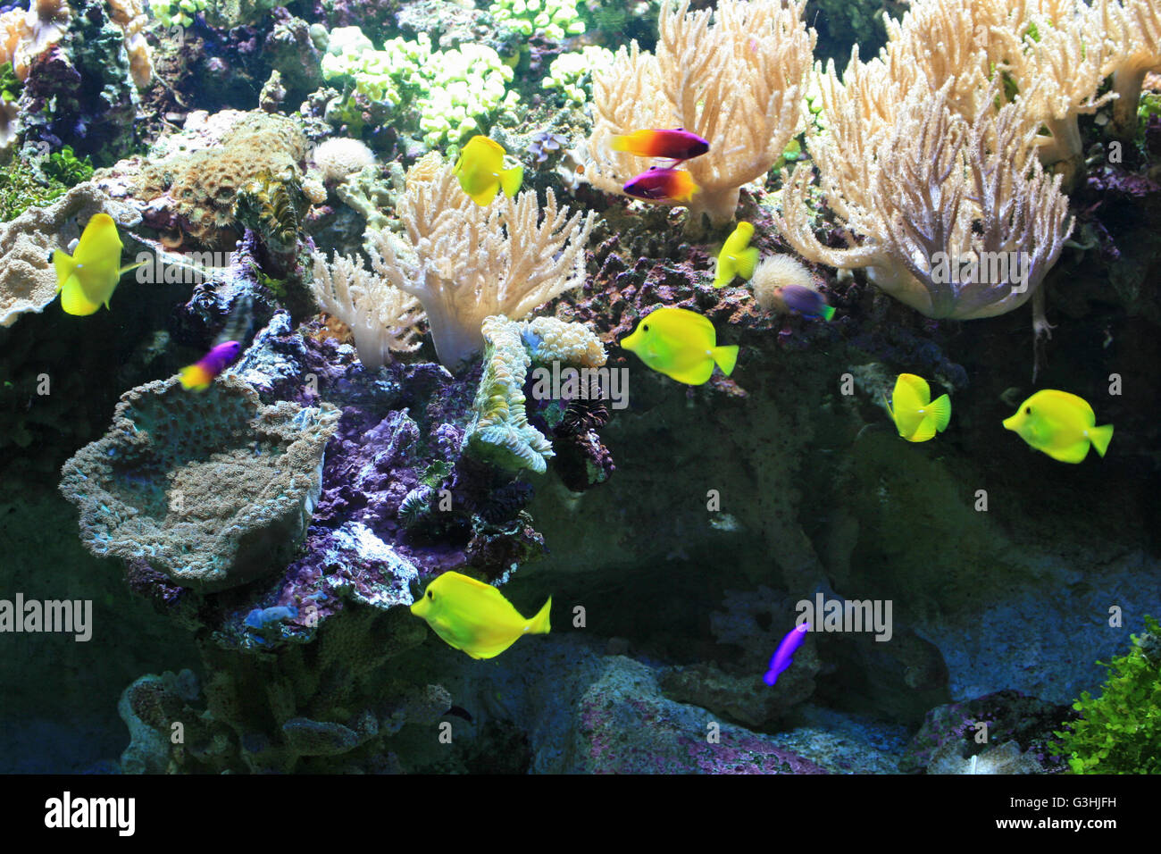 Des poissons exotiques (gramma loreto et chirurgiens) dans un aquarium dans un zoo (France). Banque D'Images