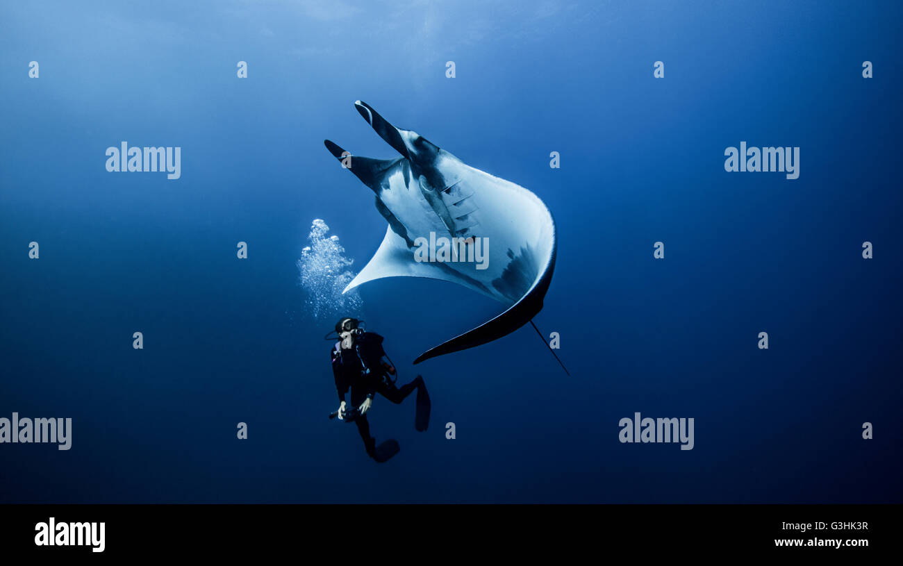Océan géant Manta Ray avec scuba diver à Roca Partida, l'île de Socorro, Mexique Banque D'Images