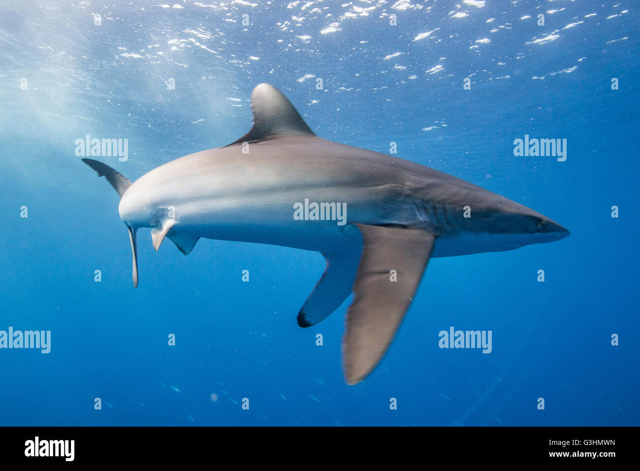 Le requin soyeux (Carcharhinus falciformis) affiche a souligné le comportement : corps voûté et pectorales vers le bas. Cet état peut être observé au cours de la chasse, San Benedicto, Colima, Mexique Banque D'Images