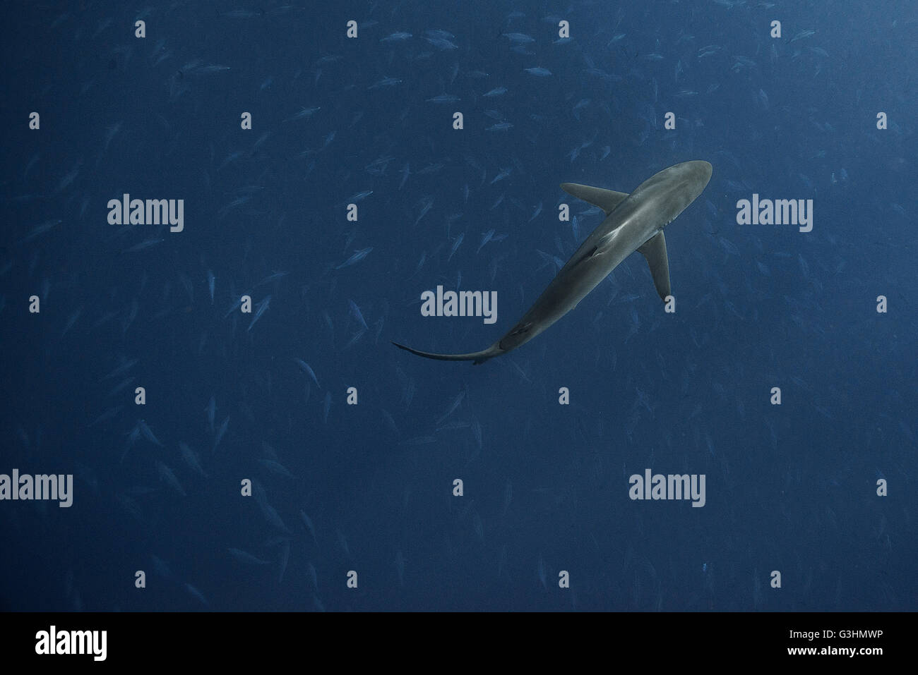 Le requin soyeux (Carcharhinus falciformis) nage au-dessus de l'école de bonite à dos rayé (Sarda sarda) alors que la chasse, San Benedicto, Colima, Mexique Banque D'Images