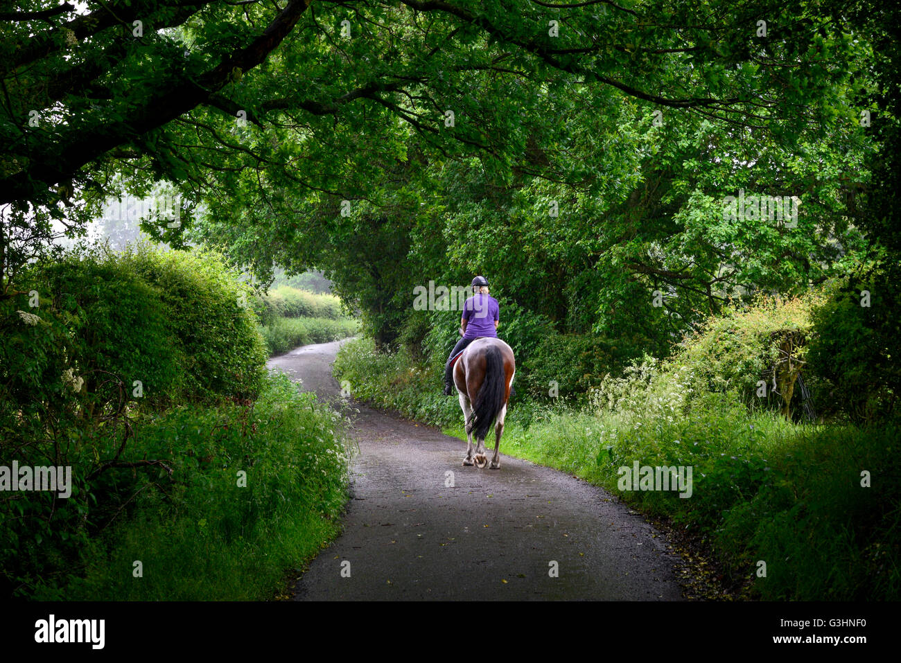 Horse Rider sur un chemin de campagne sur un jour d'été pluvieux. Banque D'Images