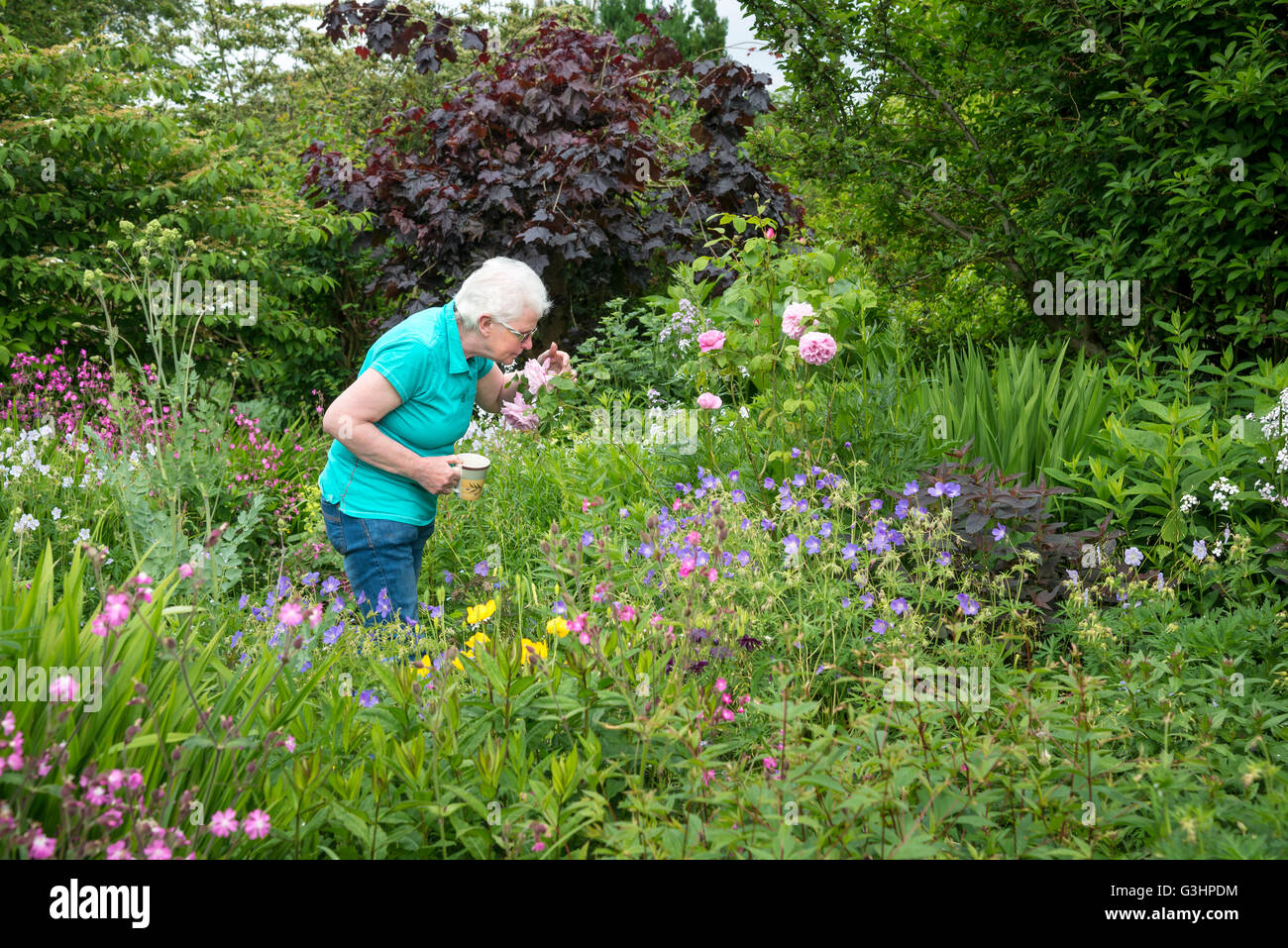 Dame mature sent roses dans un jardin de campagne anglaise. Elle se tient debout tenant une tasse de thé. Banque D'Images