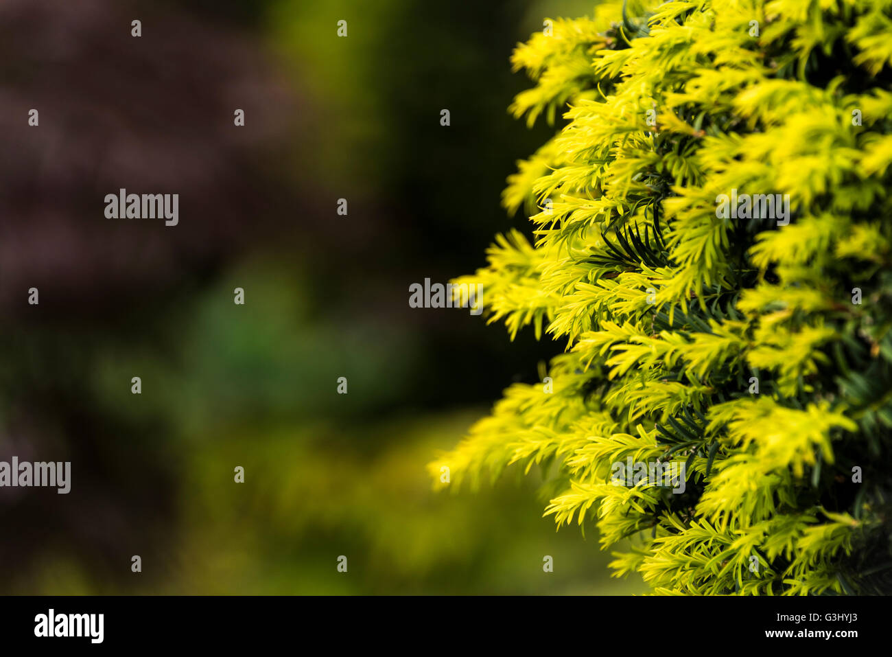 Close up de certaines feuilles d'If. Banque D'Images