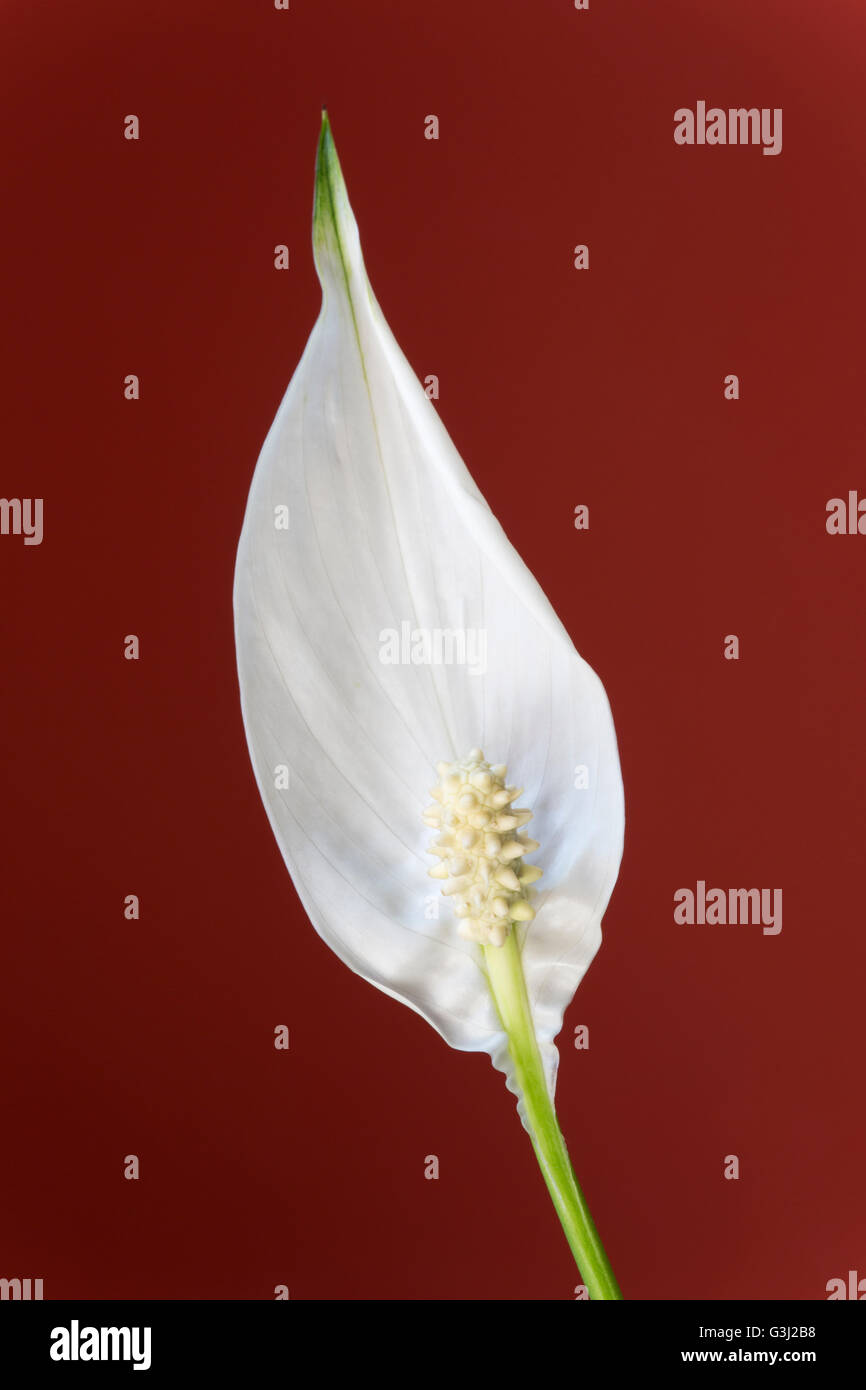 'Paix' Lily plante Spathiphyllum, 'close up' de fleur blanche contre 'background' Banque D'Images
