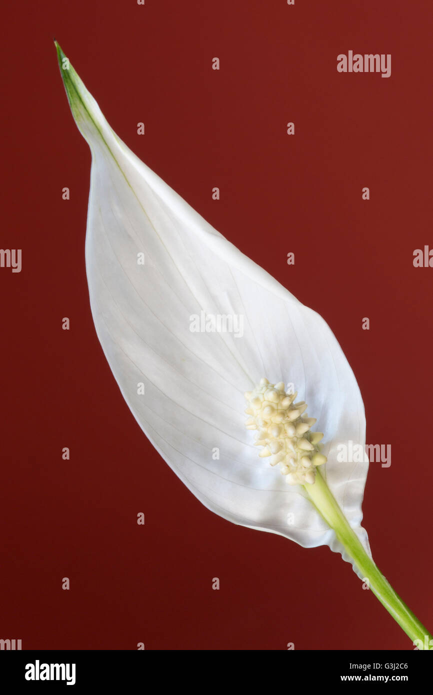 'Paix' Lily fleurs Spathiphyllum, 'close up' Banque D'Images