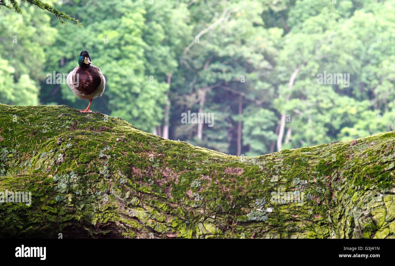 Canard debout sur une jambe sur une branche d'un arbre Banque D'Images